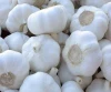 Wholesale Price for Natural High Quality Pure White Garlic