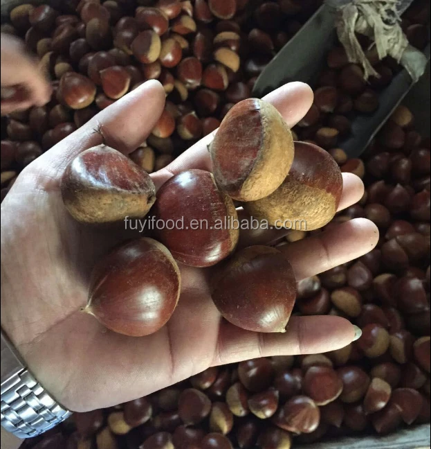 Wholesale Raw Sweet Fresh Chestnut price