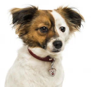 Wholesale(MIXED BREED) Pets ID Tags Custom Metal Design Logo Dog Tags