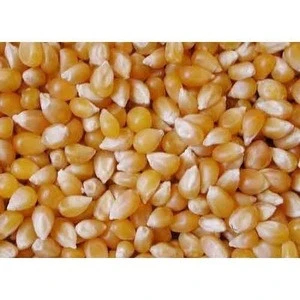 Yellow Corn For Animal Feed from Tanzania