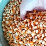 Yellow Corn , Yellow Maize , Non GMO Yellow Corn