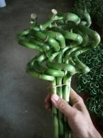 Dracaena Sanderiana Lucky Bamboo Spiral Bamboo 45cm Tower Bamboo Luckybamboo