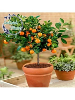 50cm Kumquat Tree
