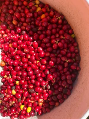 Coffee beans