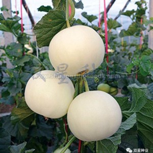 Sweet Star No.21 resist diseases hybrid musk melon seeds﻿