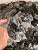 River Shell Bone murex operculum seashells