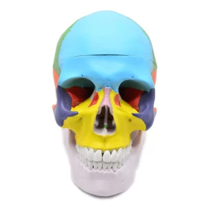 Human Life-Size Structure Skull Model