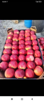 Fresh Apples IDARED from Republic of Moldova