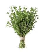 Premium quality dried Thyme