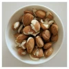 Wholesale Best price High impact Bitter Apricots Kernels