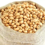 Premium NON GMO Soybeans