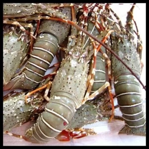 Pakistani Lobster