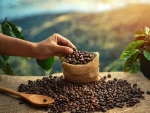 Premium Quality Coffee Beans