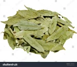 SENNA LEAVES