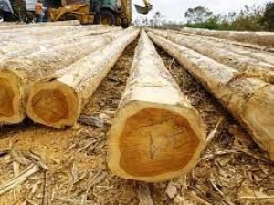 African Teak Wood Log