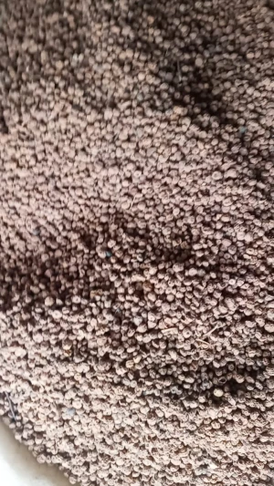 TIGER NUTS