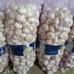 Garlic garlic seeds in agriculture fresh vegetables available