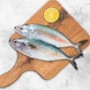 tin pack  mackerel