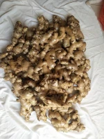 High-Quality Fresh Ginger – Direct from Indonesia