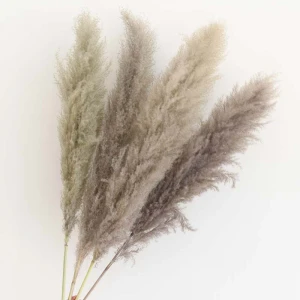 Amazon Top Seller Decorative Flowers and Plants Wedding Decor Tall Dried Pampas Grass