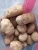 Import Fresh Potato from Egypt