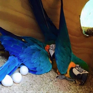 Parrots Eggs for Sale