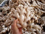 Ginger
