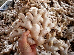 Ginger