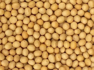 NON-GMO Soybeans
