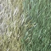 10 years warranty 50mm synthetic grass for football with CE test