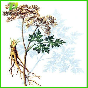 100% natural angelica powder extract for angelica root oil