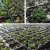 Import 1.0mm Thickness PS material 200 cell plastic seedling pots rice seedling germination trays seeding tray nursery tray planting from China