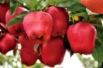 125# huaniu apple
