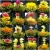 Import 12pcs Individual Different Green Tea And Edible Flowers Blooming Flower Tea Balls In Gift Box from China