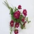 Import 2018 New Design Autumn Dried Chrysanthemum Flower For Garden Arrangements from China