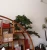 Import 2019 factory directly wholesale unique design cost price indoor artificial tree home direction bonsai from China