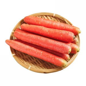 2020 China Manufacturer Big Size Fresh Widerways Carrots Fresh Organic