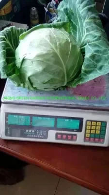 2021 New Crop Premium Best Quality Big Size Organic Fresh Round Cabbage Cheap Price From Chinese Supplier