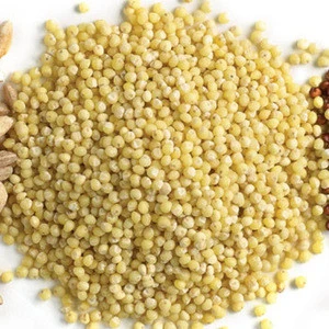 A class Top quality Yellow Millet for sale