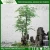 Import ALL SEASON GREEN ARTIFICIAL BANYAN TREE BONSAI from China