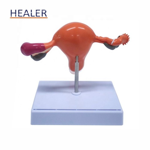 Anatomic model of female reproductive organ uterus vagina, female womb model main image 0