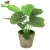 Import Artificial Succulents Pulp basin Plants Potted Small Pot Planter Home Decor Desktop Ornaments from China