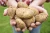 Import Best Grade Fresh Potatoes Grown On Organic Soil from Ukraine