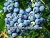 blueberry fruit/frozen blueberry/blueberry price