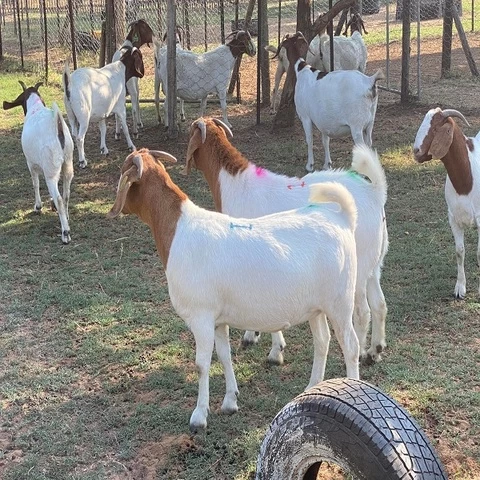Boer Goats / Saanen Goats / Anglo-Nubian Goats