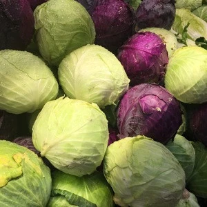 Cabbages Fresh Cabbage Vegetable