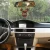Import Car Air Freshener Hanging Paper Cardboard For Home /Car Decoration Random Fragrance Delivery from China