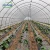 Import Cheap Plastic Tunnel Greenhouse Plastic Sheet Film Tunnel Greenhouse from China