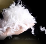 cheap white duck feather
