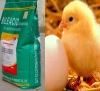 China poultry feed bile acids laying more quality eggs